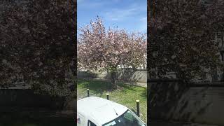 Spring in Dublin 🇮🇪 Pink Cherry Blossoms in Full Bloom#europe#irishtourism#travel