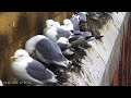 Baltic, Gateshead: Kittiwake🌙18/05/26
