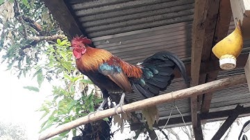 Coj Mes Kas Mus Saib Qaib Dib Pem Zos Hmoob