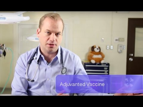 Video: Hvad enhver hundeforælder skal vide om vaccine reaktioner