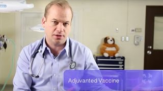 Everything You Need to Know About Vaccine Reactions in Dogs and Cats | Vet Guide
