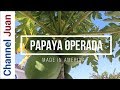 Forcing Male Papaya to Bear Fruit - Turn a Male Papaya into Female - Papaya Operada(2020)