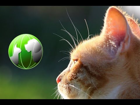 Video: Respiro Rumoroso Nei Gatti