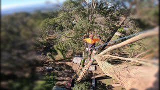 Tree work: poor judgement can have big consequences