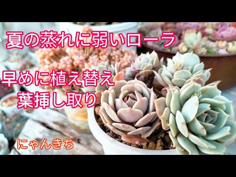 Succulents] I want to increase the number of succulents! I want to