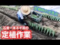 石倉一本ネギ苗の定植【一袋分全部蒔くとこんな感じです】【春蒔き】2023年6月25日
