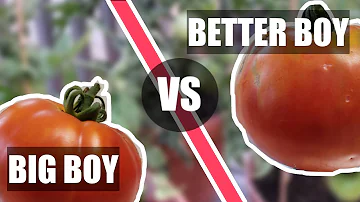 Jak velká jsou rajčata best boy?
