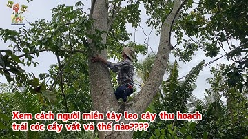 Xem cách người miền tây leo cây thu hoạch trái cóc cầy vất vả thế nào
