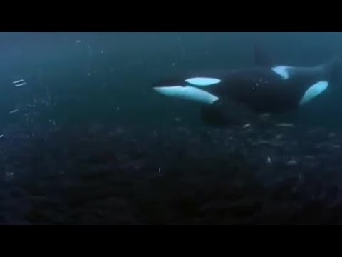 Killer Whale Goes Fishing | BBC Earth