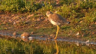 WHITE-TAILED LAPWING at Sandwell Valley RSPB