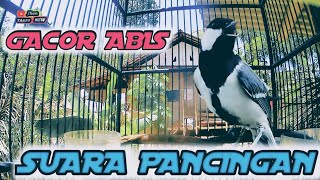 Download lagu GELATIK batu gacor 