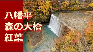 森の大橋 紅葉 松川玄武岩 松川渓谷 岩手県八幡平市 Japanese Autumn Leaves 4k Hdr Iphone13 山男チャンネル