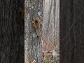 Seen A Fox Squirrel while hunting