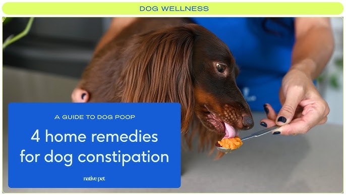 Top 4 Home Remedies For Dog Constipation (Safe, Natural And Effective) -  Youtube