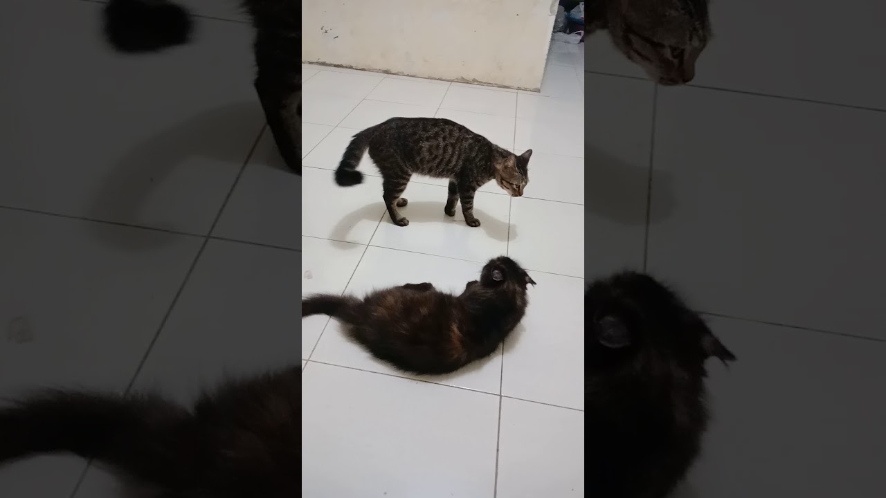 kucing aneh YouTube kucing aneh YouTube