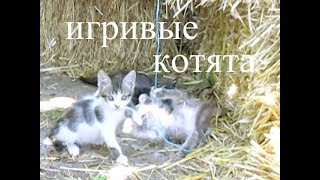 игривые котята / playful kittens /chatons ludiques/ 俏皮的小猫 игривые котята / playful kittens /chatons ludiques/ 俏皮的小猫