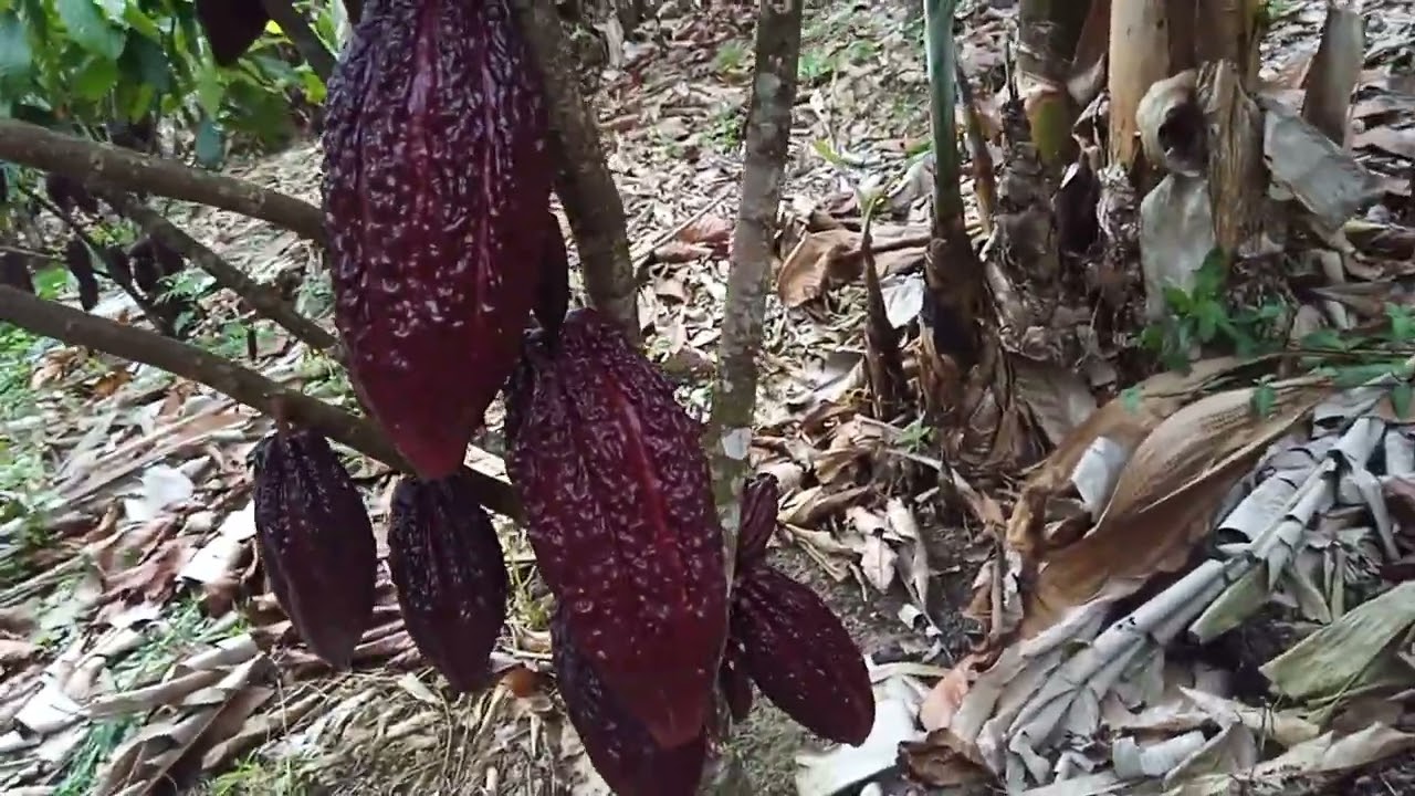 26 de setembro de 2025