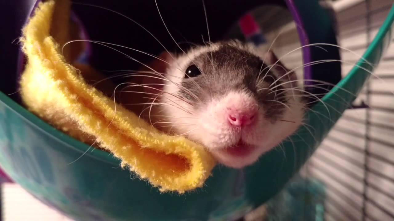 Happy Rat Boggling Hard! YouTube