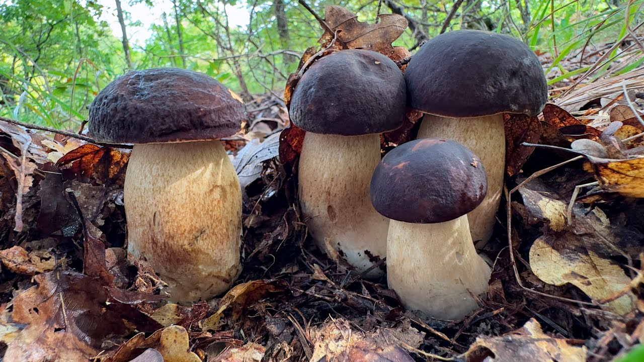 Porcini neri in collina: la fungaia che non ti aspetti!