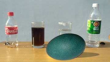 Coca cola vs Egg vs Vinegar l 48 Hours Science Experiment l Rubber Egg Experiment l Coke + Egg