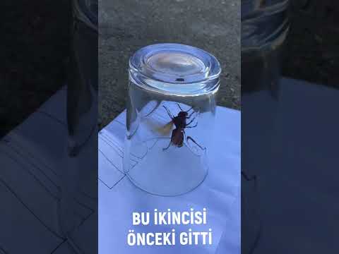 DEV EŞEK ARISI YİNE GELDİ BİR YIL SONRA