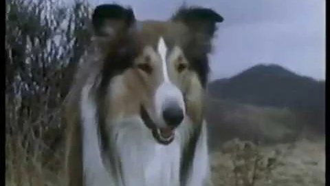 Che tipo di cane era Lassie?