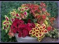 Красивые цветники с Колеусом -  прекрасное украшение вашего сада