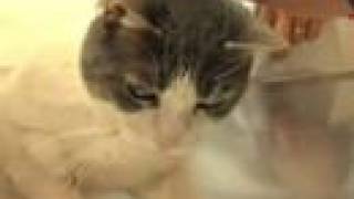Animal Clinic of LIC