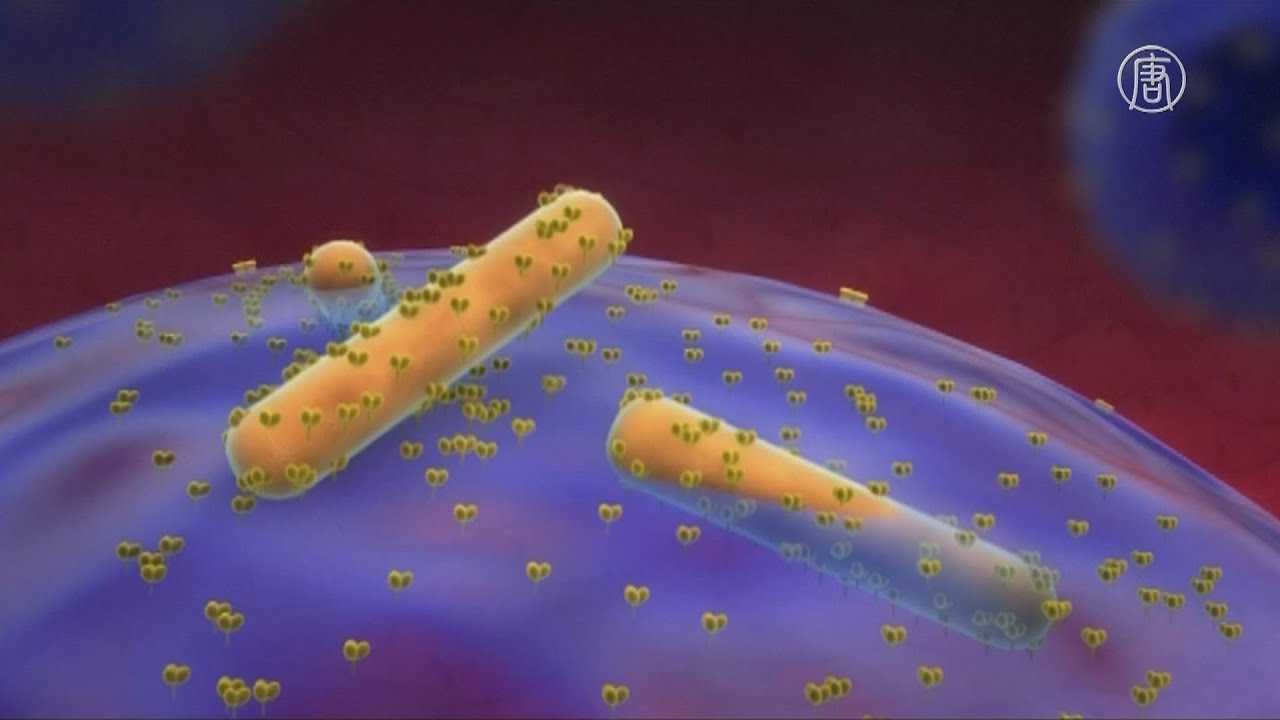 Вирус Эбола сохраняется в сперме дольше, чем предполагалось (новости)