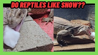DO REPTILES REALLY LIKE SNOW?