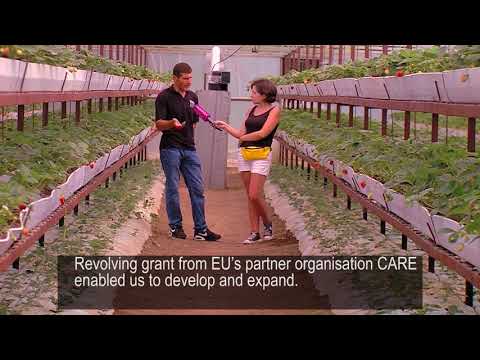 მარწყვის სათბური სოფელ ნოსირში - კოოპერატივი „დკ ქოლგა“