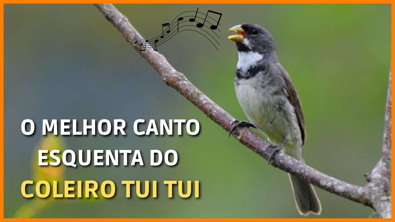 O MELHOR CANTO DO COLEIRO TUI TUI DO BRASIL PARA ESQUENTAR SEU COLEIRO ...