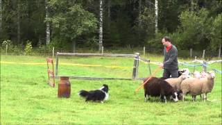 20120805 - Rijon's very first herding lesson