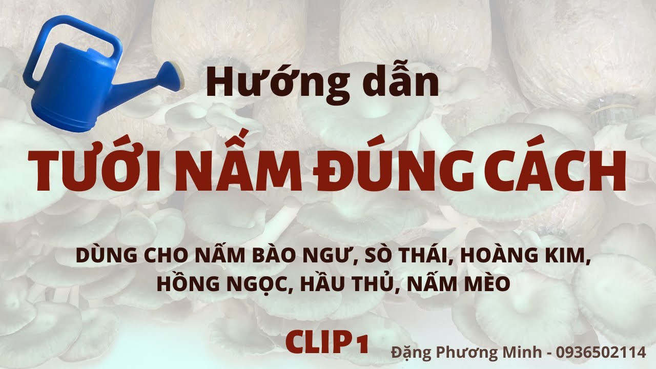 TƯỚI NƯỚC CHO NẤM NGÀY NẮNG NÓNG - youtube