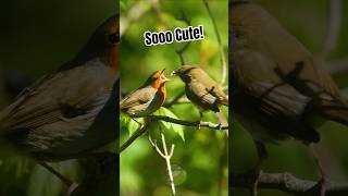 European Robin Couple Are So Cute Together
