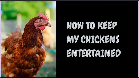 How To Keep My Chickens Entertained