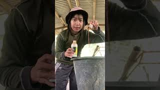 Cara rahasia babi cepat bongsor tanpa harus ganti pakan yang mahal #ternakgrills