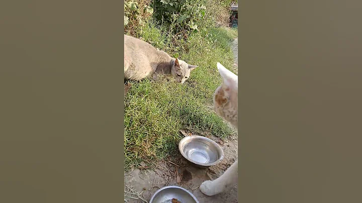 Video 8267561: bengal cat grooming, bengal cat cute kittens, bengal cat funny kitten, adopted bengal cat, bengal cat toys, bengal cat food, catlover cutecat