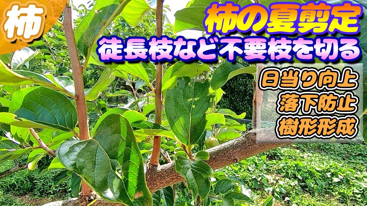 【取りに来てくださる方限定】柿の木 柿の夏剪定 1年後、2年後を見据えて - YouTube
