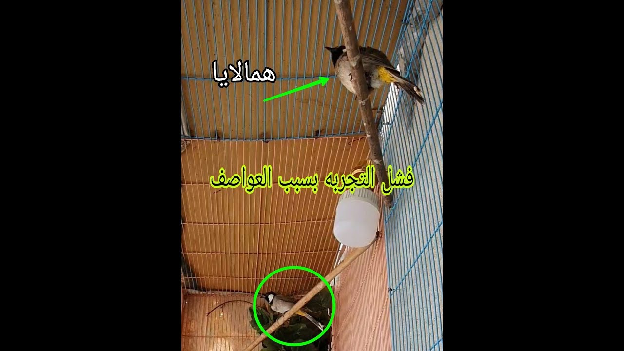 تجربة دمج أنثى أبيض الخديين VS ذكر همالايا... قفص التكاثر رقم 2