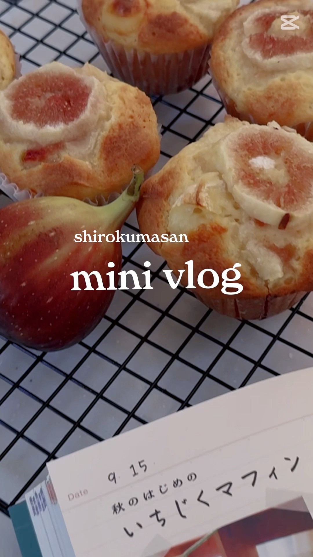 Polar bear's spelling - YouTube