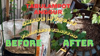 Potted Grapevine (Tabulampot) | Initial Care | Shine Muscat Grapes | Transfiguration Grapes