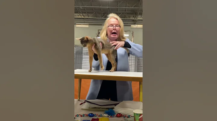Watch the video about Blue Abyssinian cat on CFA cats show #cat #pets #abyssinian #animals #short #cute #coolcats