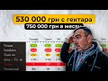 Посчитал доходы с 1200 гектар. Сколько заработал на пшенице, ячмень, семка, лён, вино и виноград