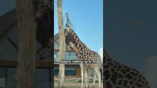 Waking up to GIRAFFES?🦒 Surreal Safari Morning #shorts #animals #nature #giraffes #safari #wildlife