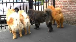 Les Chow Chows Sont Des Chiens De Garde Qui Dit Le Contraire Youtube Les Chow Chows Sont Des Chiens De Garde Qui Dit Le Contraire Youtube