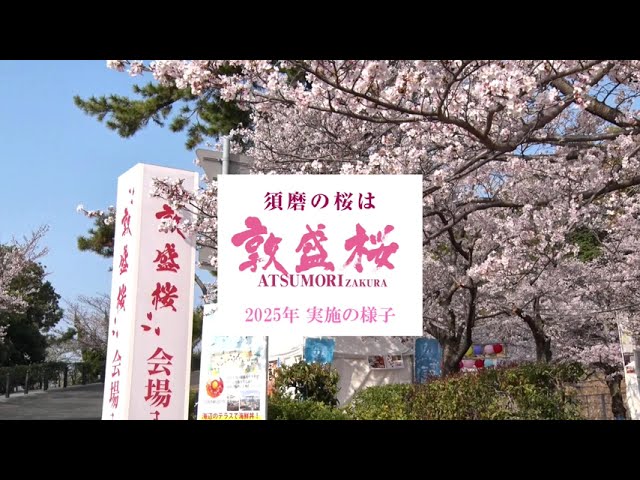 摂州須磨浦真景 4K] [Kobe🌸 Cherry Blossom Spot Sumaura Park 