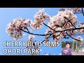 CHERRY BLOSSOM | OHORI PARK | CHEESE HOT DOGS EATING | 大濠公園桜の花