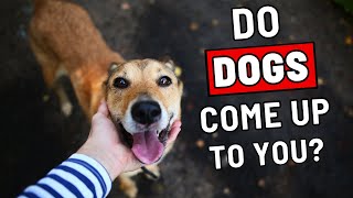 Do Random Dogs Often Come up to You? Here Is Why!