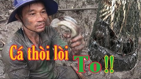 Hai anh em xuống rừng đặt chày dy bắt cá thòi lòi !!! The two brothers  went to the forest to set up